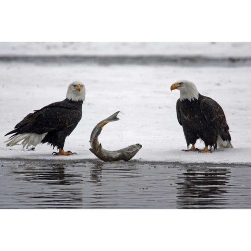 AK, Chilkat Pair of bald eagles waiting to feed